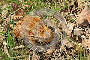 Common Toad