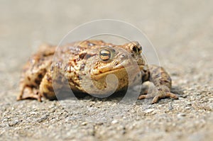 Common Toad