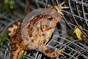 Common toad