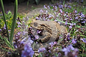 Common toad