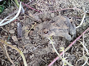 common toad photo