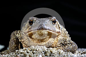 Common toad bufo bufo, amphibian photo
