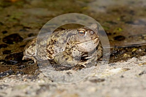 Common Toad Bufo bufo