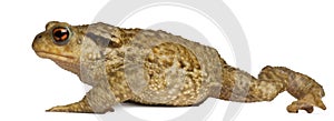 Common toad, bufo bufo