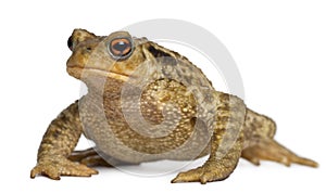 Common toad, bufo bufo,