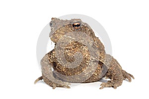 Common Toad (Bufo bufo)