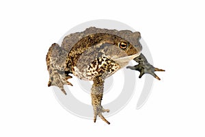 Common toad bufo bufo