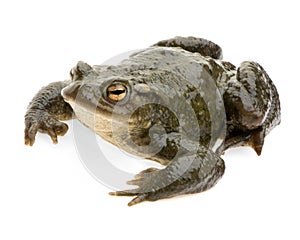 Common Toad - Bufo bufo