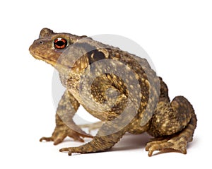 Common toad, Bufo bufo