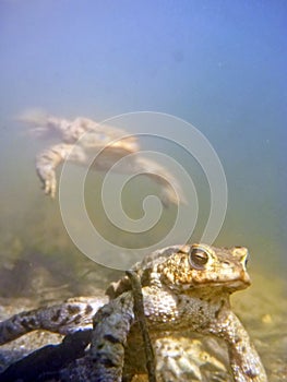 Common Toad Bufo Bufo