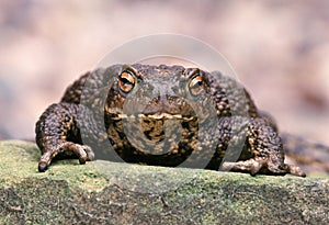 Common Toad - Bufo bufo