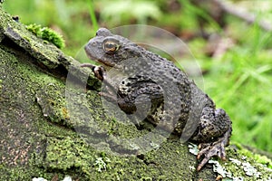 Common Toad - Bufo bufo