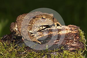 Common Toad Bufo bufo.