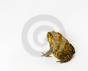 The common toad. Bufo bufo
