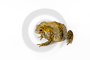 The common toad. Bufo bufo