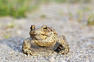 The common toad bufo bufo