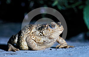 Common Toad, bufo bufo, Adult crossing Road