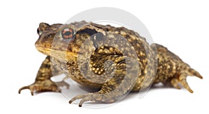Common toad, Bufo bufo, against white background