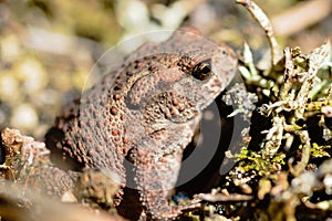 Common toad