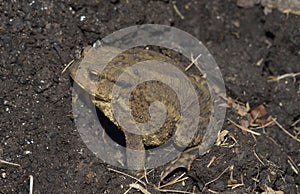 Common Toad