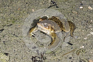 Common toad (Bufo bufo) in the breeding site