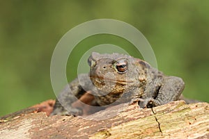 A Common Toad Bufo bufo climbing over an old log.