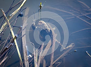 The common toad in the water. Bufo bufo.