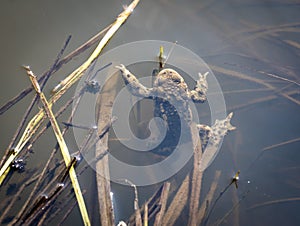 The common toad in the water. Bufo bufo.