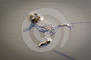 The common toad in the water. Bufo bufo.