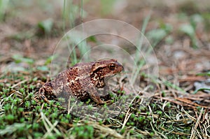 Common toad (bufo bufo) in forest