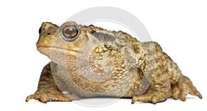 Common toad, bufo bufo, in front of white background