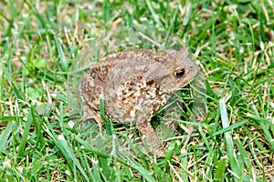 Common toad, bufo bufo, in the grass