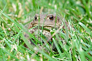 Common toad, bufo bufo, in the grass