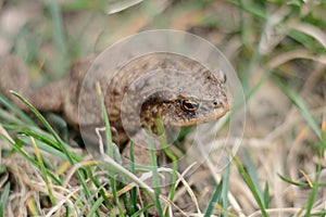 Common toad bufo bufo is in grass