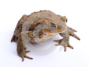 Common toad (Bufo bufo) isolate on white