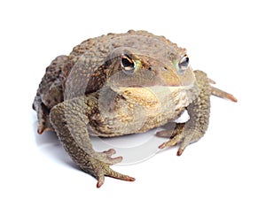 Common toad (Bufo bufo) isolate on white