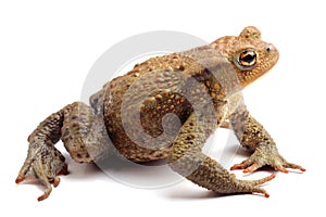 Common toad (Bufo bufo) isolate on white