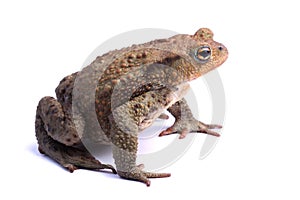 Common toad (Bufo bufo) isolate on white
