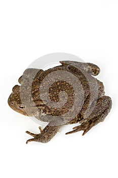 Common toad, bufo bufo, isolated