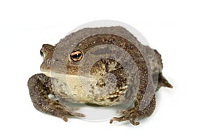 Common toad, bufo bufo, isolated