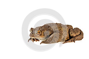 Common toad or Bufo bufo isolated on white background