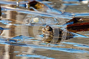 Common toad (Bufo bufo, from Latin bufo toad) in a pond.