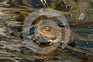 Common toad (Bufo bufo, from Latin bufo toad) in a pond