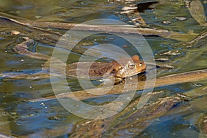 Common toad (Bufo bufo, from Latin bufo toad) in a pond
