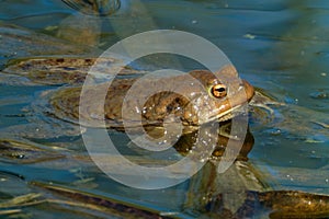 Common toad (Bufo bufo, from Latin bufo toad) in a pond