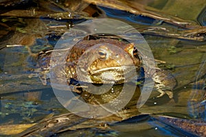 Common toad (Bufo bufo, from Latin bufo toad) in a pond