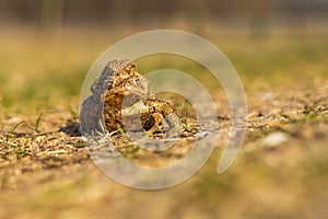 Common toad - Bufo bufo during mating season. Frog on the road. Grass surface. Super bokeh