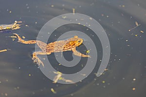 Common toad - Bufo bufo in mating season. Frog in water. A toad on the surface of a pond