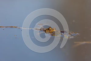 Common toad - Bufo bufo in mating season. Frog in water. A toad on the surface of a pond