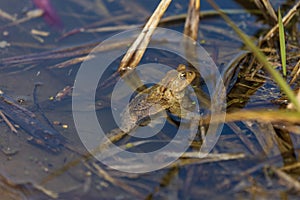 Common toad - Bufo bufo in mating season. Frog in water. A toad on the surface of a pond